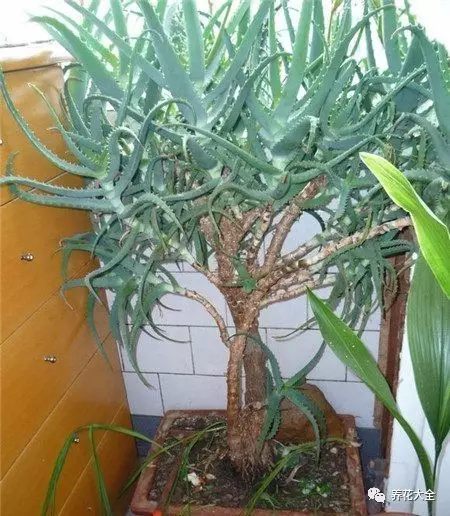 什么花越养越贵