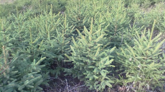 云杉的养殖方法(云杉的种植方法)