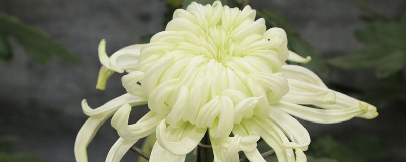 菊花叶子枯萎了怎么办(菊花叶子枯萎了需要剪调吗)