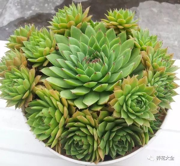 什么花越养越贵