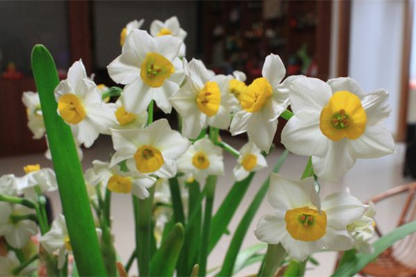 水仙花如何沙养(水仙花怎么养 盆栽)