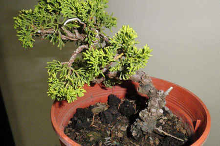 真柏的养护方法