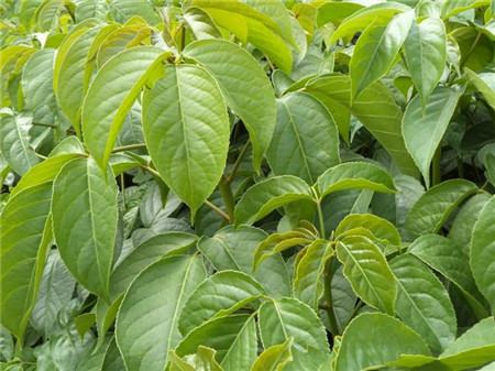重阳木树干病虫害症状
