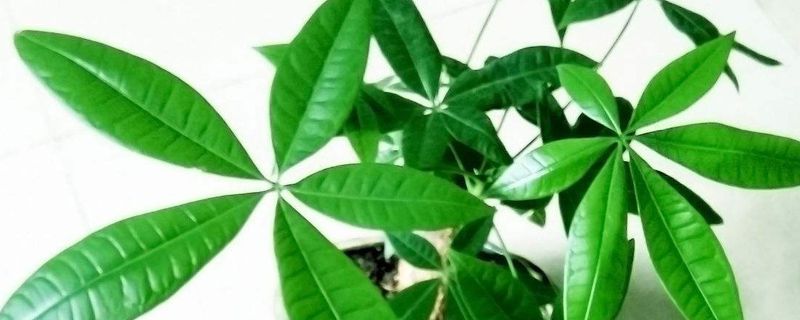 发财树冬天怎么养(发财树冬天怎么养才能更旺盛)
