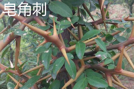 皂刺与皂角刺一样吗