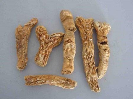 知母的功效与作用用途