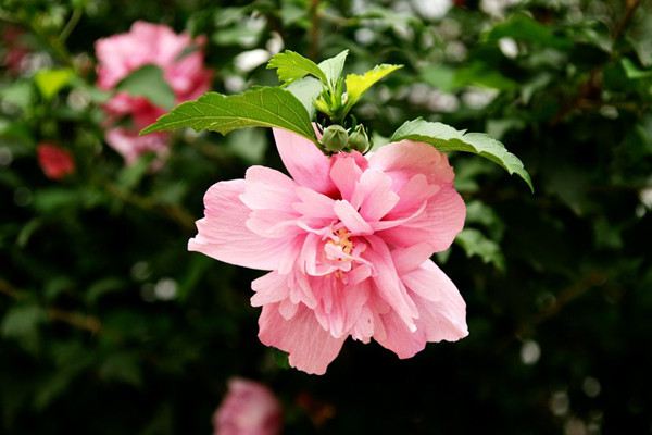 木槿怎么修剪(木槿怎么修剪枝叶)
