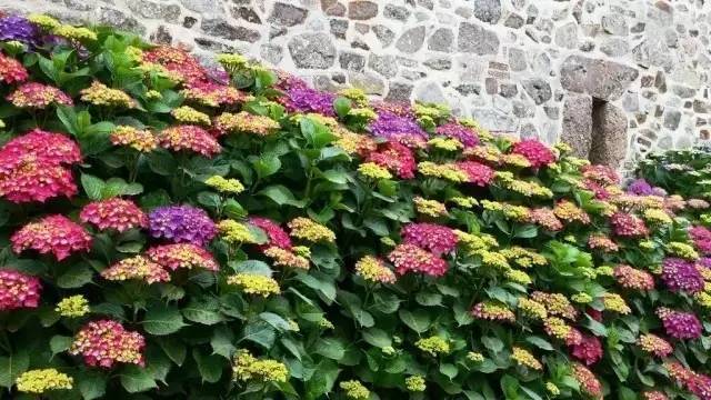 绣球花对孕妇有害吗(孕妇养绣球花会致畸吗)