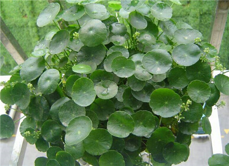 镜面草的养殖方法水培
