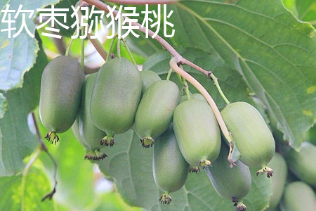软枣和猕猴桃哪个营养价值高