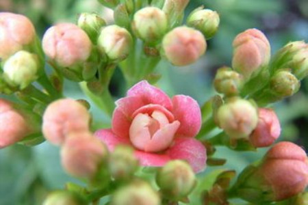 金狐狸长寿花为什么不开花
