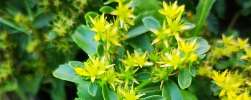 费菜的养殖方法和注意事项(费菜的种植方法和时间)
