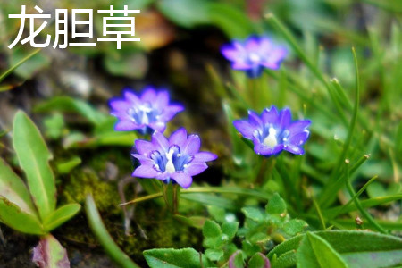 地胆草和龙胆草的区别是什么