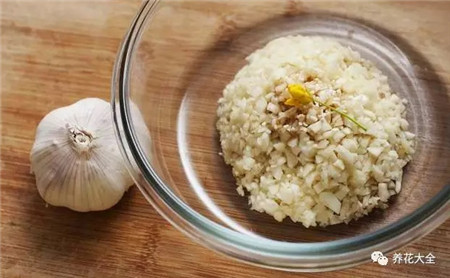 大蒜防霉