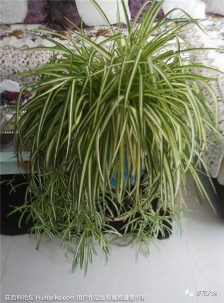 花烂根用什么药小妙招