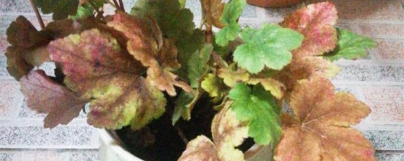 珊瑚铃的养殖方法和注意事项(珊瑚铃的花语)