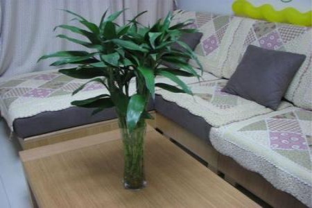富贵竹放餐厅桌上可以吗