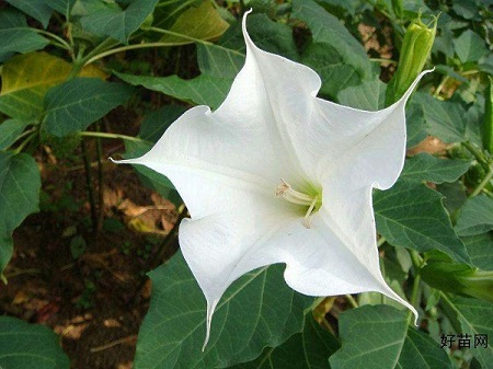 曼陀罗花养护