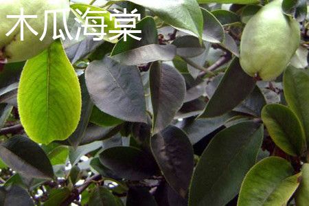 木瓜树与海棠有什么区别