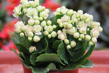 金狐狸长寿花为什么不开花