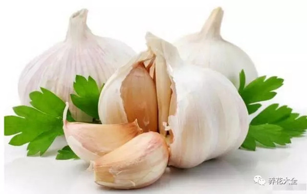 养花用大蒜防腐防虫还促发芽真绝了！(大蒜防霉)