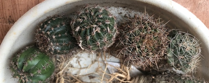 仙人球底部褶皱萎缩(仙人球干瘪萎缩还能复原吗)