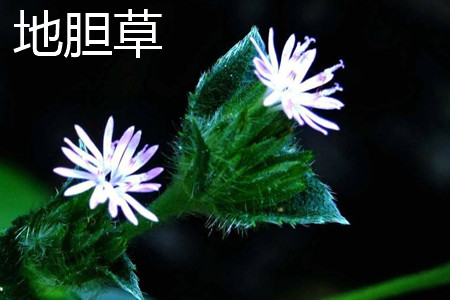 地胆草和龙胆草的区别是什么