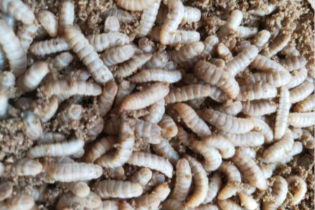 黑水虻是什么物种?有危害吗
