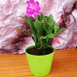 蟹爪兰不开花了怎么办