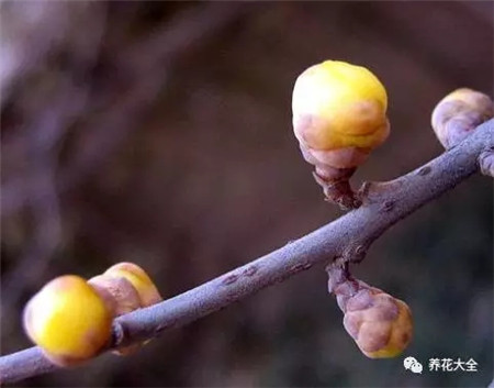 大蒜防霉