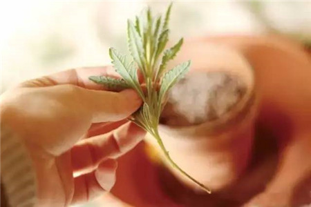 薰衣草修剪后什么时间生新芽