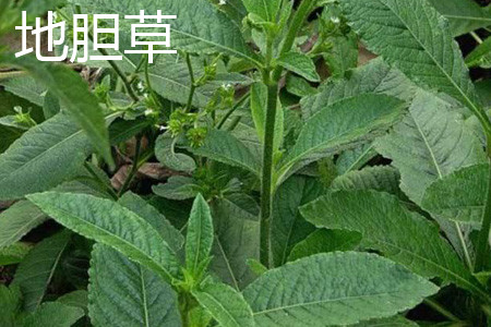 地胆草和龙胆草的区别是什么