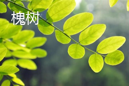 枫杨和槐树的区别在哪里