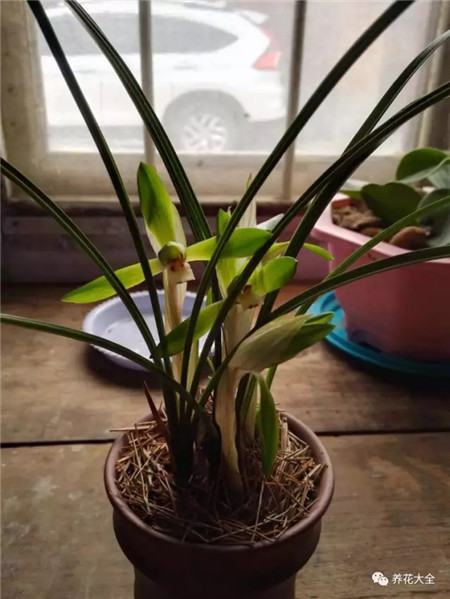 花烂根用什么药小妙招