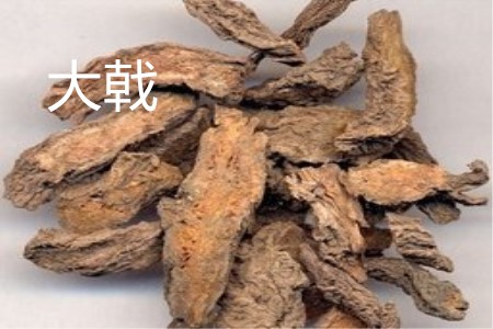 红大戟种子哪里有卖的
