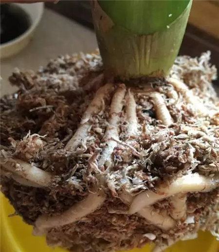 花烂根用什么药小妙招