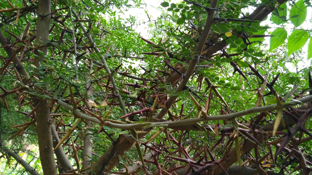 皂角刺与皂刺区别(皂刺与皂角刺一样吗)