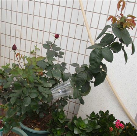 月季怎么养成树状