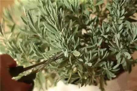 薰衣草修剪后什么时间生新芽