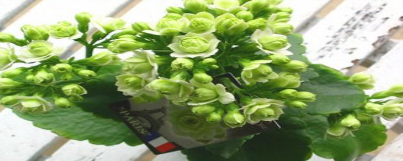 长寿花为什么不开花(金狐狸长寿花为什么不开花)