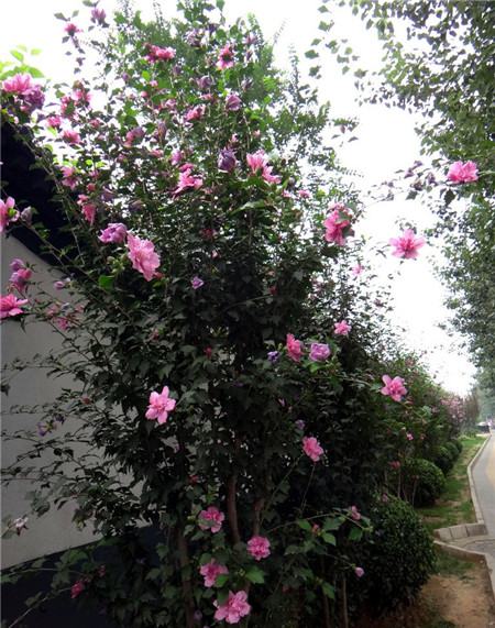 木槿怎么修剪枝叶
