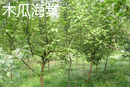 木瓜树与海棠有什么区别