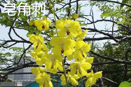 皂刺与皂角刺一样吗