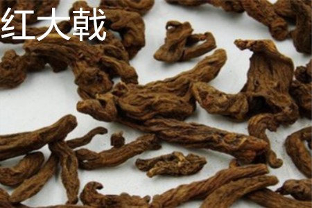 红大戟种子哪里有卖的