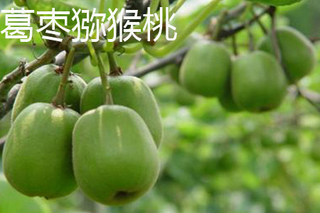 软枣和猕猴桃哪个营养价值高