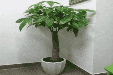 发财树有黄叶怎么修剪