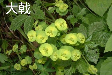 红大戟种子哪里有卖的