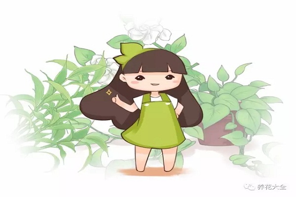 绿萝吊兰贼亮贼绿不黄叶3招就搞定！(绿萝吊兰长什么样)