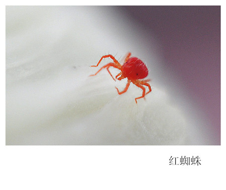 金鱼草生虫了怎么办常见虫害及防治方法图片