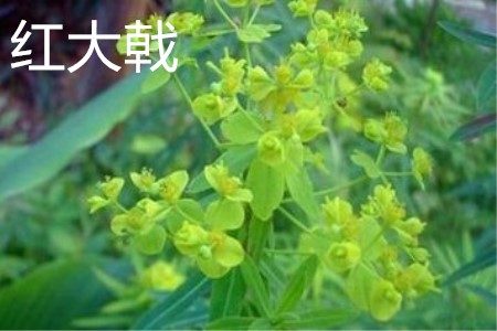 红大戟种子哪里有卖的